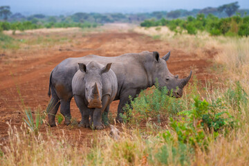 Two White Rhinoceros (Ceratotherium simum) grazing in the open grasslands of a conservancy in Kenya. © Miroslav Srb