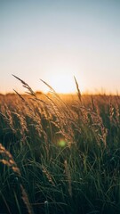 Fototapeta premium Tall grass in golden sunset light