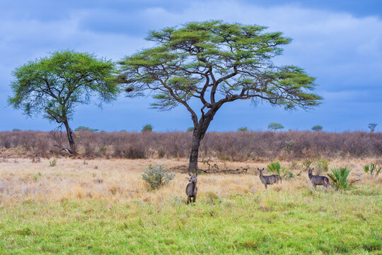 Lush riverine forest with doum palms and acacia trees under a blue sky in Meru National Park, Kenya.
