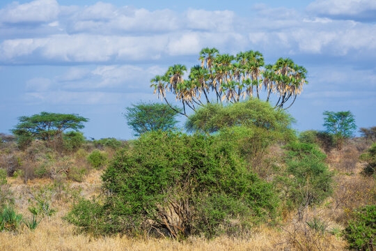 Lush riverine forest with doum palms and acacia trees under a blue sky in Meru National Park, Kenya.