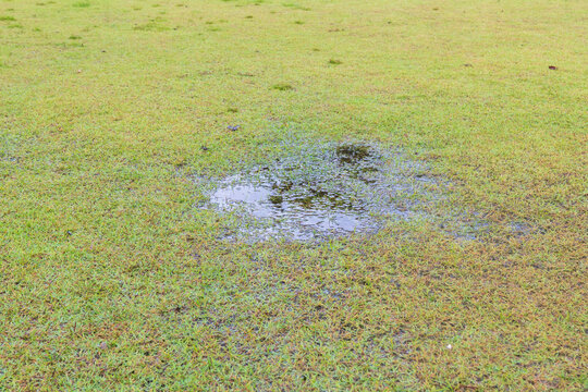 Grass died becauseYard Drainage Problems and Waterlogged lawns.