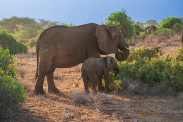 African Elephant cow (Loxodonta africana) and her young calf browsing at sunset in the Kenyan savannah. © Miroslav Srb