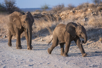 African Elephant cow (Loxodonta africana) and her young calf browsing at sunset in the Kenyan savannah. © Miroslav Srb