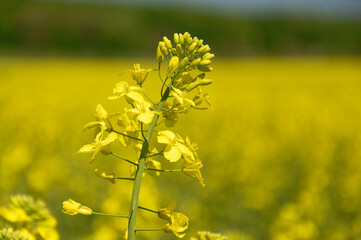 Obraz premium A captivating close-up of bright yellow rapeseed flowers blossoming in a field.