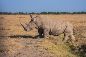 Fototapeta premium Adult Black Rhinoceros (Diceros bicornis) walking through the dry grassland under a clear blue sky, Kenya.