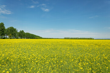 Obraz premium A beautiful field of yellow flowers stretching towards the horizon under a bright blue sky.