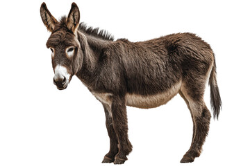 Fototapeta premium Donkey Isolated on Transparent Background