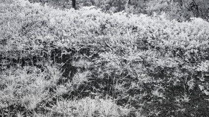Fototapeta premium Artistic infrared photography of Iceland forest highlighting trees, contrast, and atmosphere