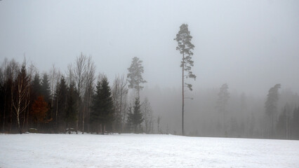 Fototapeta premium gloomy spring landscape with fog, cloudy and damp weather, bare tree branches in smoky fog, tree trunks, wet snow covers the ground,