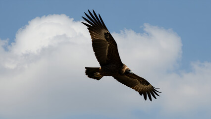 Fototapeta premium Majestic Bird of Prey Soaring Through Blue Sky with Fluffy White Clouds Natural Wildlife Photography Outdoor Nature Flight Freedom Adventure