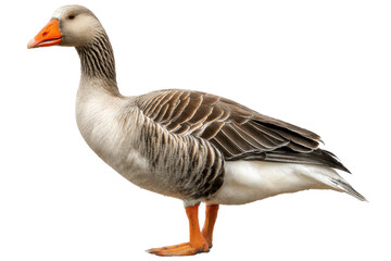 Obraz premium Goose Isolated on Transparent Background