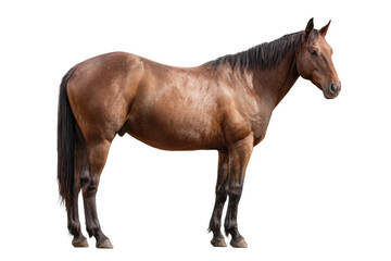 Obraz premium American Quarter Horse Portrait Isolated Transparent Background