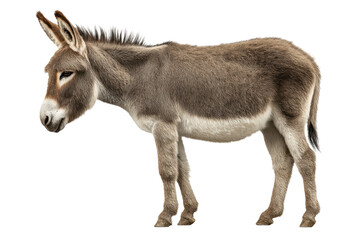 Farm Donkey Cut Out on Transparent Background