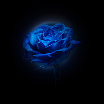 A single luminous blue rose floating in deep darkness, centered composition, surrounded by vast black negative space, symbolic of mystery and unattainable beauty, minimalistic