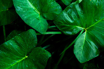 Abstract pattern and texture background of dew droplets sticking to the surface of vibrant green taro leaves. Natural background concept. For graphic design, 3D rendering and banners