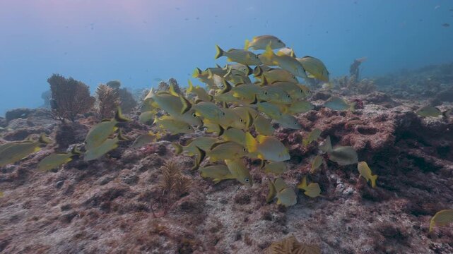 School of Bluestriped and Yellow French Grnut fish swimming over coral reef
