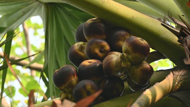 Borassus flabellifer fruits. Its common name is&nbsp;doub palm,&nbsp;palmyra palm,&nbsp;tala,&nbsp;tal palm,&nbsp;toddy palm,&nbsp;lontar palm,&nbsp;wine palm, and&nbsp;ice apple. It&nbsp;is a&nbsp;fan palm&nbsp;native to South Asia and Southeast Asian.
