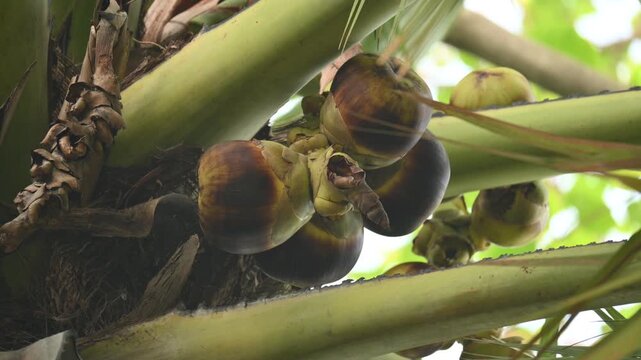 Borassus flabellifer fruits. Its common name is&nbsp;doub palm,&nbsp;palmyra palm,&nbsp;tala,&nbsp;tal palm,&nbsp;toddy palm,&nbsp;lontar palm,&nbsp;wine palm, and&nbsp;ice apple. It&nbsp;is a&nbsp;fan palm&nbsp;native to South Asia and Southeast Asian.
