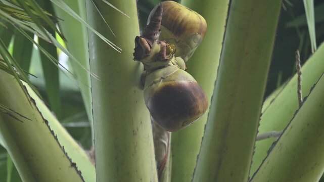 Borassus flabellifer fruits. Its common name is&nbsp;doub palm,&nbsp;palmyra palm,&nbsp;tala,&nbsp;tal palm,&nbsp;toddy palm,&nbsp;lontar palm,&nbsp;wine palm, and&nbsp;ice apple. It&nbsp;is a&nbsp;fan palm&nbsp;native to South Asia and Southeast Asian.
