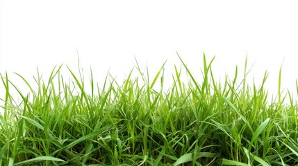 Fototapeta premium Fresh green grass stands out against a white background with clear details of each blade in perfect focus showcasing its shape