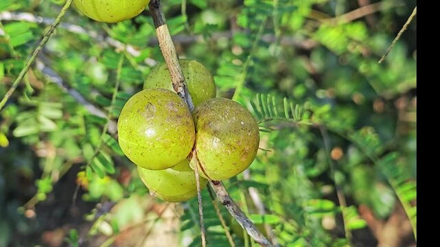 Fresh Indian Gooseberries Growing in Clusters on Tree.