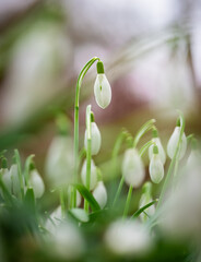 Zahlreiche Schneegl&ouml;ckchen (Galanthus)