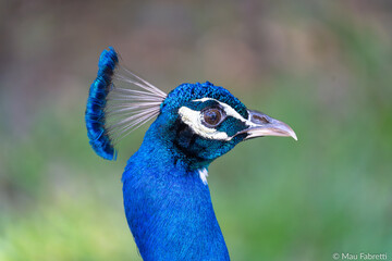 Blue Male Peacock Head