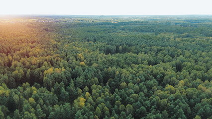 Obraz premium Drone view of mixed forest canopy