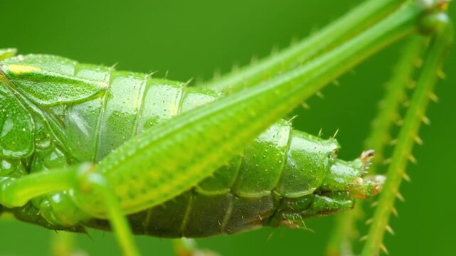 Macro of Green Grasshopper Abdomen and Spiny Leg