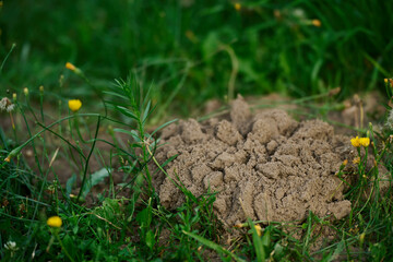 Molehill on field grass in spring