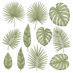 A vibrant assortment of hand-drawn tropical leaves and exotic foliage, ideal for botanical illustrations, summer designs, and nature-inspired decorative elements © adobe