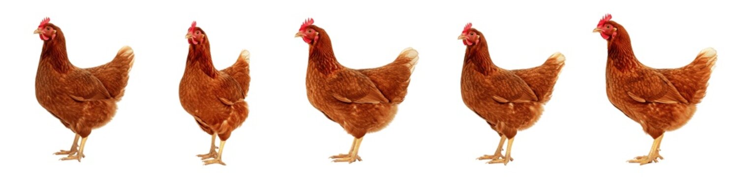 Brown chicken set, Rhode Island Red hen, poultry farm birds, livestock animals, organic farming, fresh eggs, brown feathers, red comb, isolated on white, PNG clipart