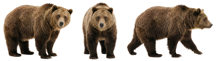 Grizzly bear isolated on transparent background