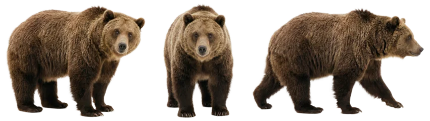 Grizzly bear isolated on transparent background © Trixy