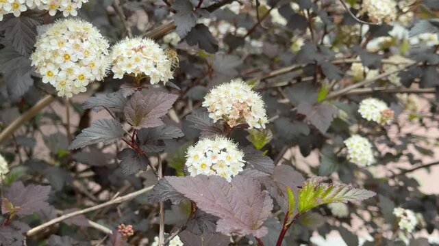 Bee collecting pollen on wild flowers in the garden