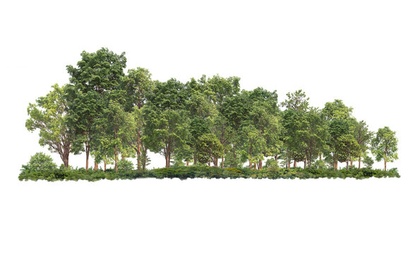 Group of tree. Green treeline isolated on white background.	
