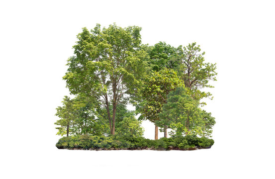 Group of tree. Green treeline isolated on white background.	