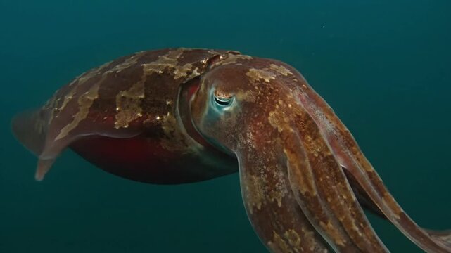 Cuttlefish swimming in ocean demonstrating color changes
