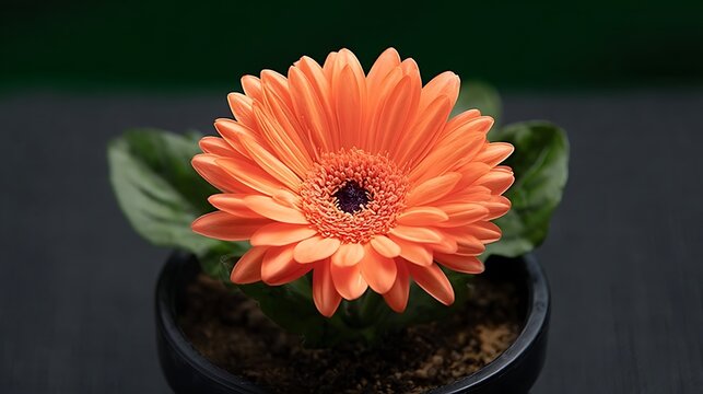 A vibrant orange gerbera daisy in a black pot against a blurred green background