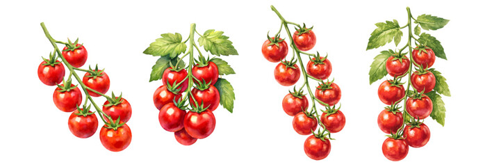A charming watercolor collection of cherry tomatoes, including vine clusters and fresh leaves. © liana