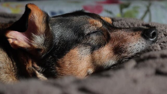 cane che strizza gli occhi
