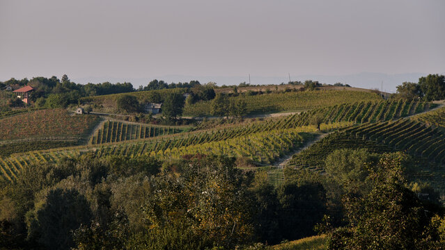 Foto scattata nei vigneti attorno le colline tassarolesi durante il periodo autunnale in provincia di Alessandria.