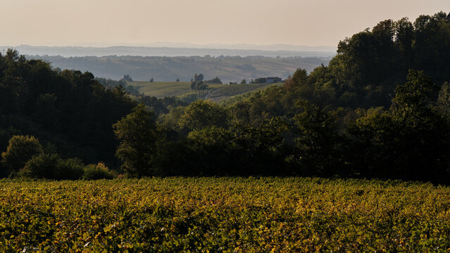 Foto scattata nei vigneti attorno le colline tassarolesi durante il periodo autunnale in provincia di Alessandria.