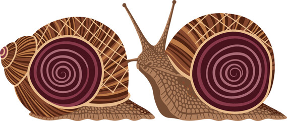 Brown Garden Snails with Detailed Spiral Shells Isolated on White Background Wildlife Nature Vector Illustration © mstLilima