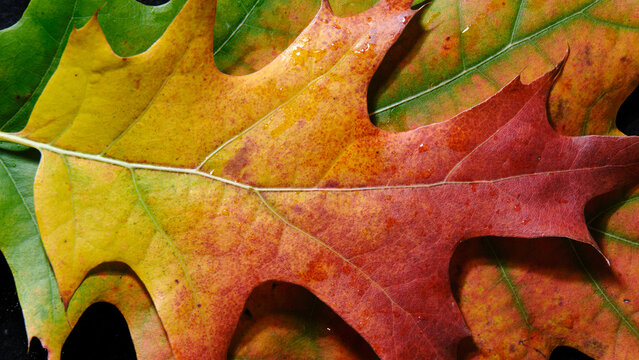 Macro scattata a delle foglie colorate.