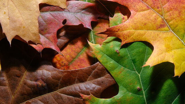 Macro scattata a delle foglie colorate.