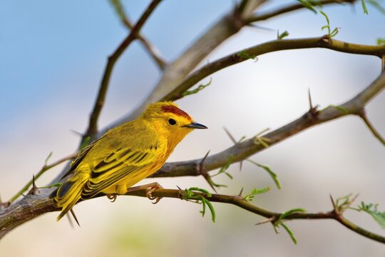 The Mangrove Yellow Warbler  - Setophaga petechia - Bonaire, Caribbean Netherlands