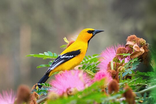 The Yellow Oriole - Icterus nigrogularis, Bonaire, Caribbean Netherlands