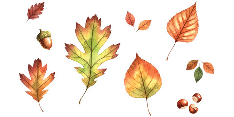 Watercolor illustration featuring various colorful autumn leaves and nuts scattered on a white background © md