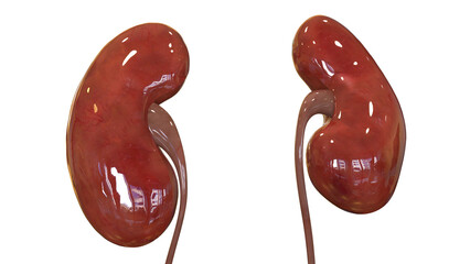 Obraz premium Human Internal Organ of Urinary System Kidneys Anatomy X-ray 3D rendering